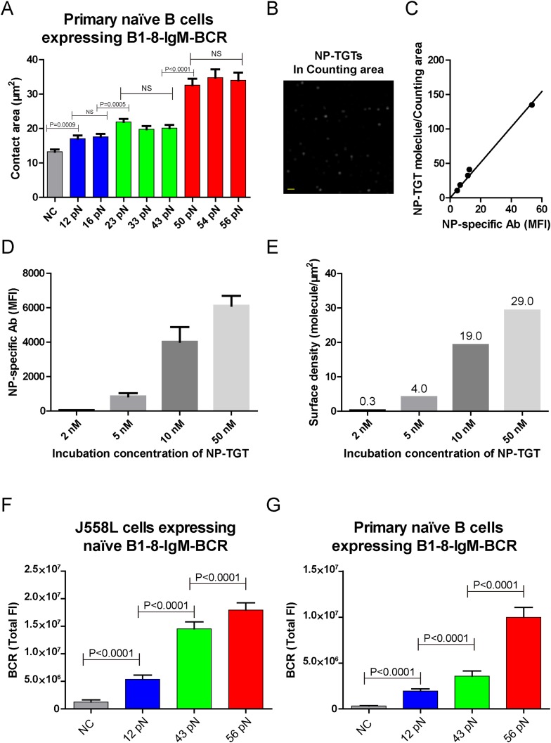 Figure 2—figure supplement 1.