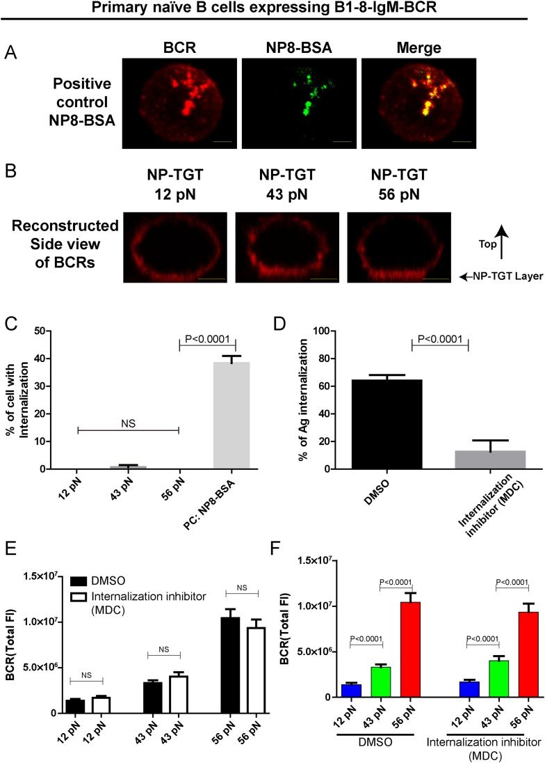 Figure 2—figure supplement 2.