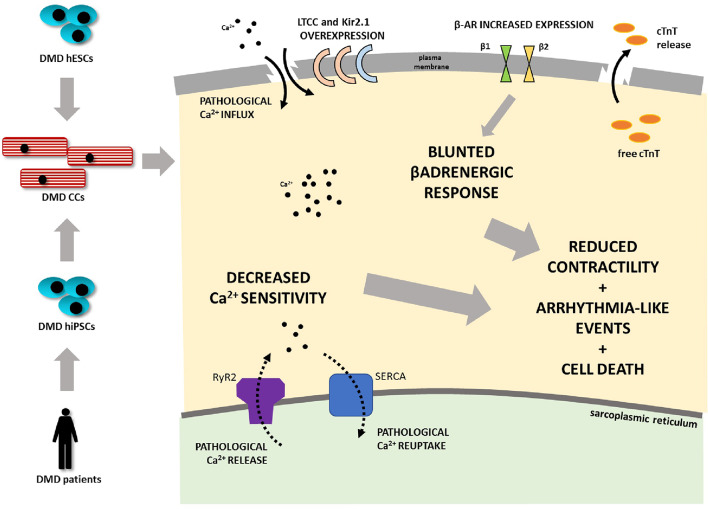 Graphical Abstract