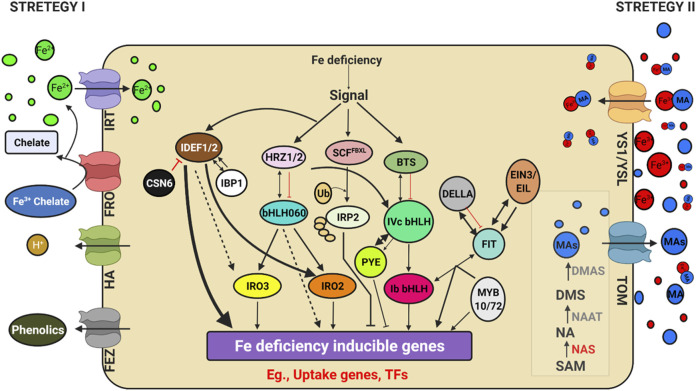 FIGURE 4