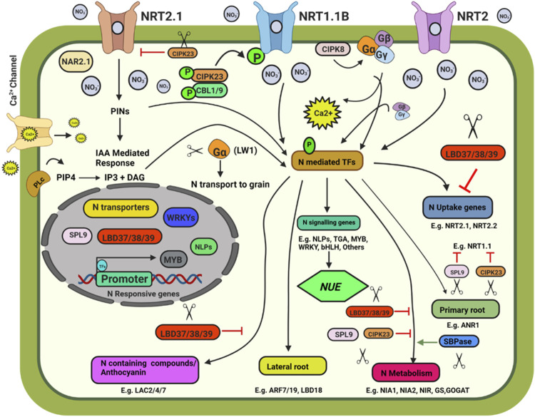 FIGURE 1