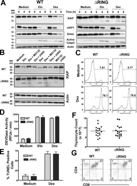 Regulation of apoptosis by XIAP ubiquitin-ligase activity - PMC