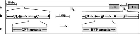 FIG. 1.