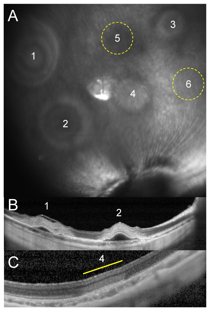 Fig. 1