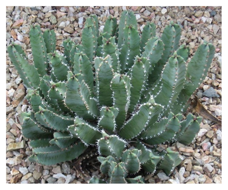 Figure 10