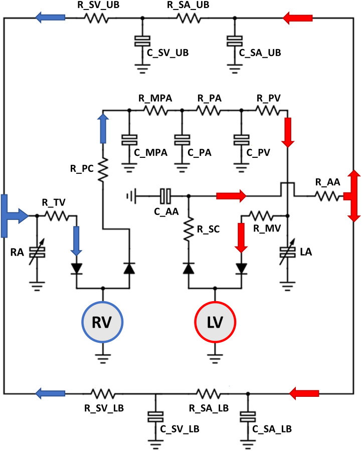 Schematic of the circuit model used to simulate the pressure–volume behavior of the cardiovascular system. The left and right atria (LA and RA) were simulated using time-varying elastances. The LV and RV were simulated using time-varying elastances, and growth relied on strains computed assuming a thin-walled spherical geometry. The ascending aorta and main pulmonary artery behavior were simulated by three-element Windkessels consisting of a characteristic resistance (R_SC and R_PC), a capacitance (C_AA and C_MPA), and an arterial resistance (R_AA and R_MPA). Distal vessels were represented by capacitors in parallel with resistors for the pulmonary arteries (C_PA and R_PA), pulmonary veins (C_PV and R_PV), lower body systemic arteries (C_SA_LB and R_SA_LB), upper body systemic arteries (C_SA_UB and R_SA_UB), lower body systemic veins (C_SV_LB and R_SV_LB), and upper body systemic veins (C_SV_UB and R_SV_UB). Pressure sensitive diodes (TV, PV, MV, and AV) represented the tricuspid, pulmonary, mitral, and aortic valves, respectively. Arrows indicate the direction of blood flow and blood oxygenation levels.
