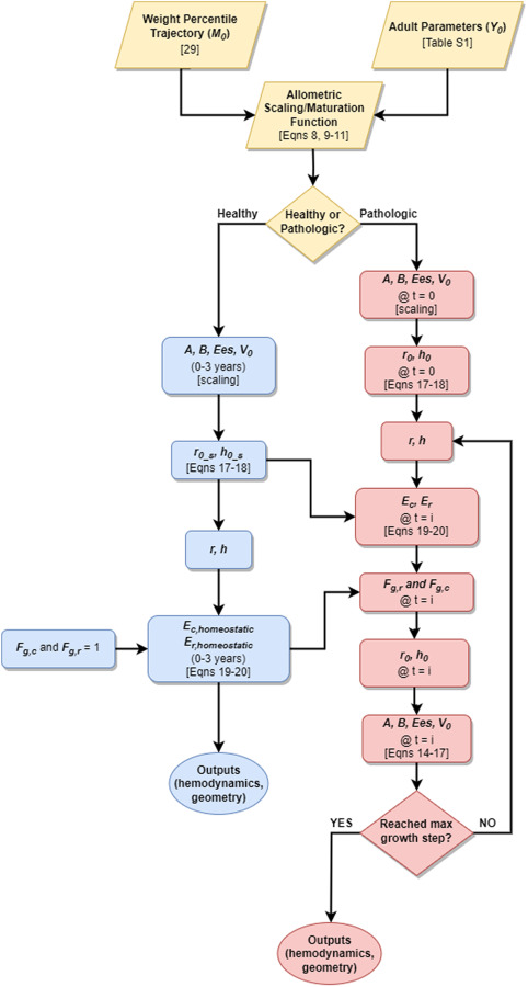 Flowchart of model development. Input parameters were first determined using either allometric scaling or maturation functions, including all resistances and capacitances, stressed blood volume, and ventricular parameters A, B, Ees, and V0. In the healthy simulation, the full time course of A, B, Ees, and V0 was generated. In the pathologic simulation, only the first day (pre-growth) was generated. From there, the unloaded ventricular radius and thickness (r0_s and h0_s for the healthy simulation, r0 and h0 for the pathologic simulation) were determined and used to find the loaded radius and thickness (r and h) throughout the cardiac cycle. Strains were then calculated and used as homeostatic setpoints (in the healthy simulation) or to determine growth stretch tensor Fg (in the pathologic simulation). In the pathologic simulation, Fg was used to determine the new unloaded radius and thickness, which in turn gave new values for A, B, Ees, and V0. The cycle repeated until the maximum growth step was reached at the three year time point.