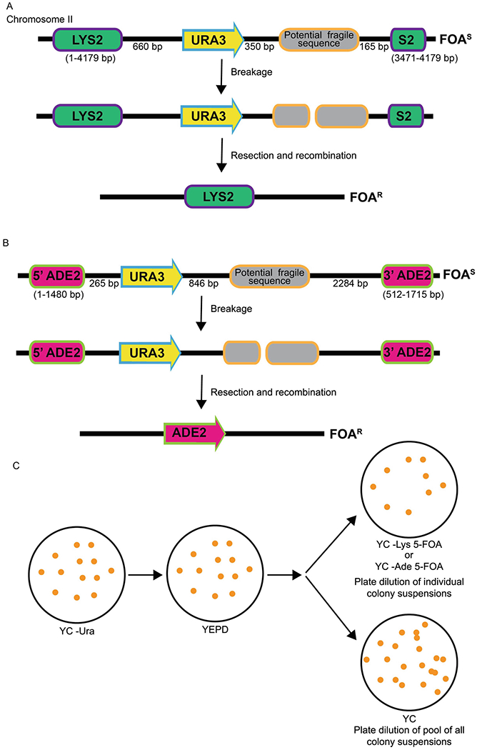 Figure 3: