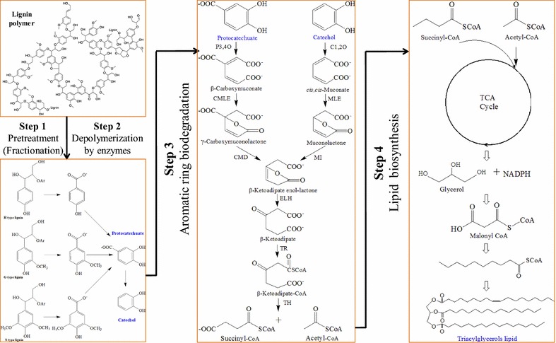 Fig. 1