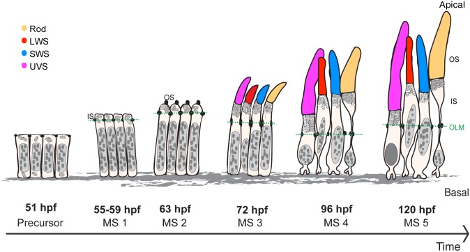 Fig. 7.