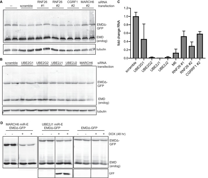 Figure 3—figure supplement 2.