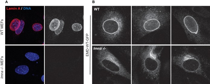 Figure 8—figure supplement 2.