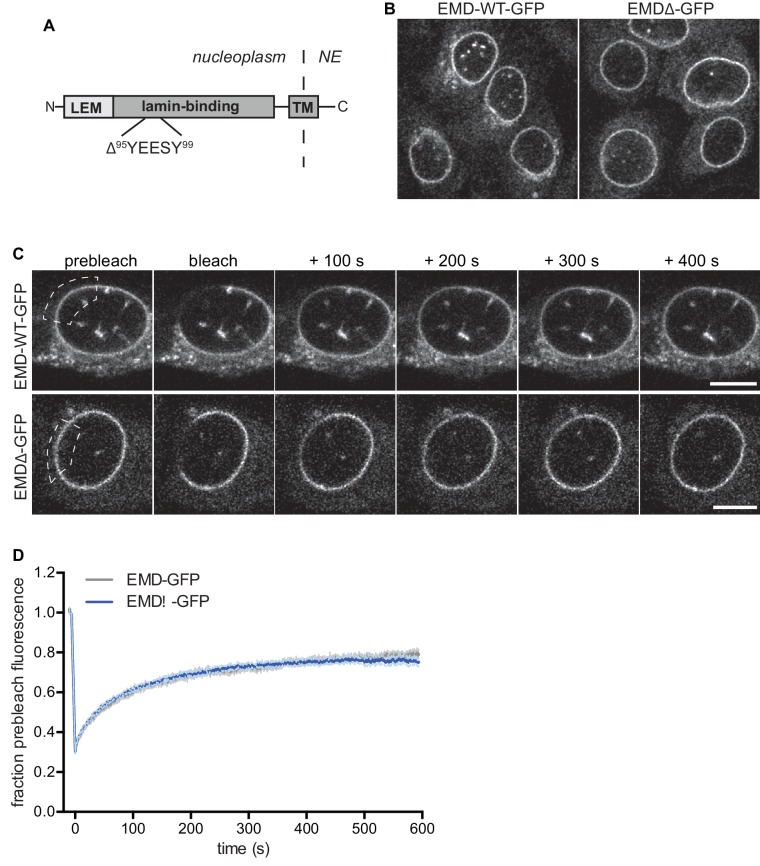 Figure 2—figure supplement 1.