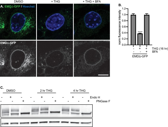 Figure 3—figure supplement 3.