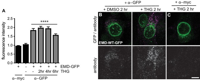 Figure 6—figure supplement 1.