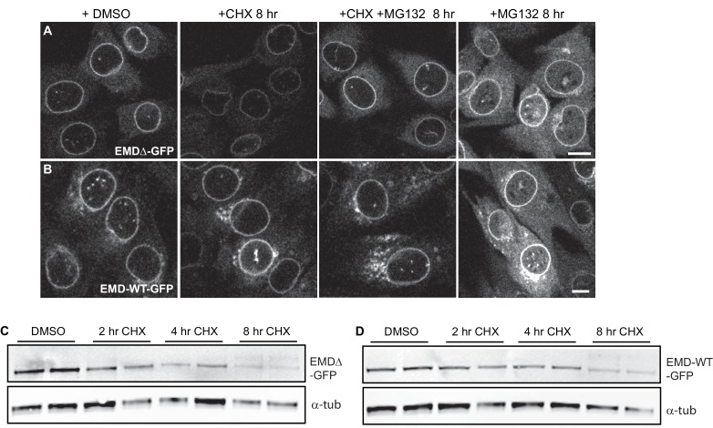 Figure 3—figure supplement 1.