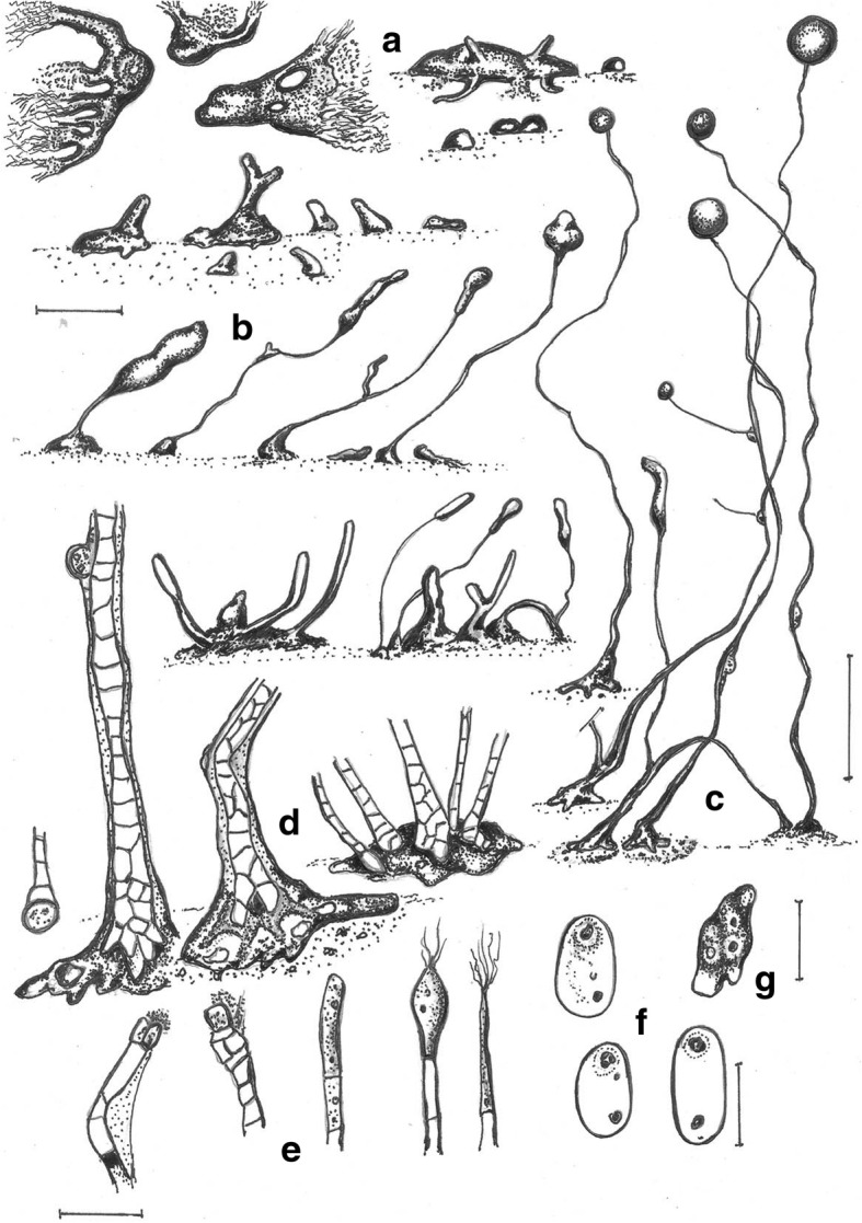 Fig. 6