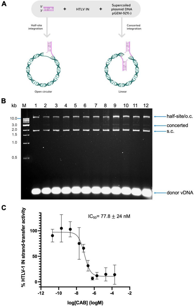 FIGURE 1