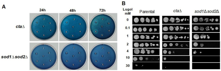 Fig. 2.