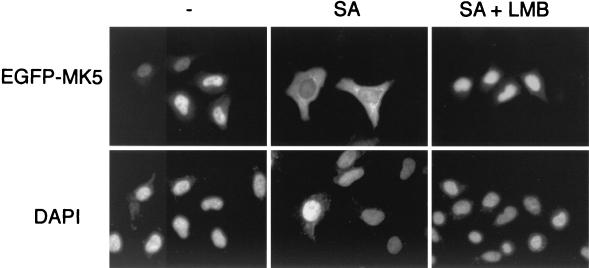 FIG. 7.