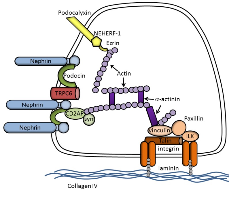 Fig. (1)