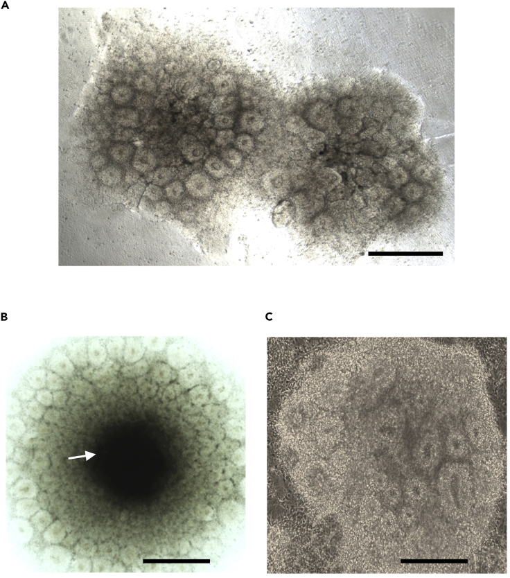 Figure 3