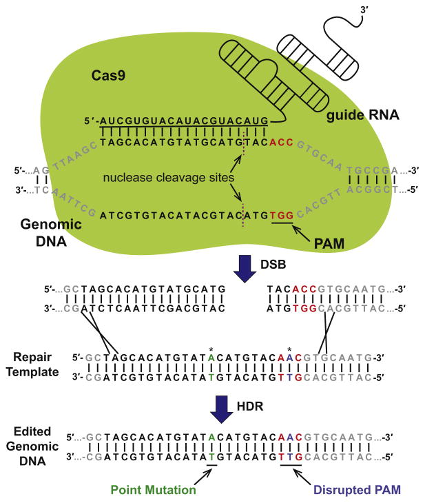 FIGURE 1