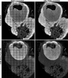 Figure 2—figure supplement 1.