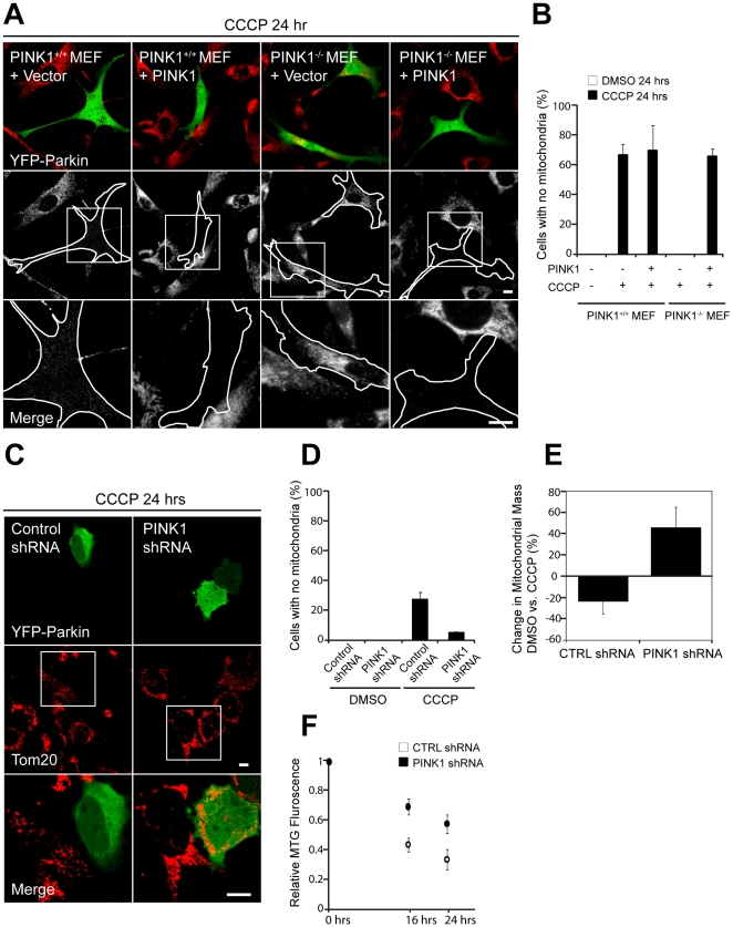 PINK1 Is Selectively Stabilized on Impaired Mitochondria to Activate ...