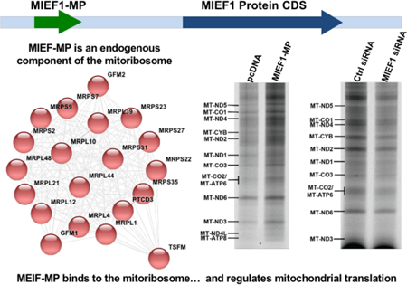 graphic file with name nihms-1018931-f0001.jpg