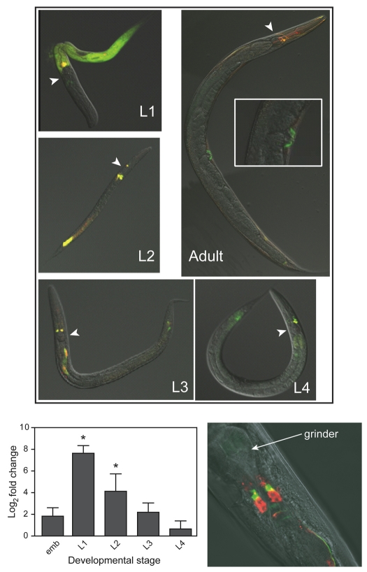 Fig. 2.