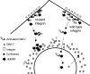 Figure 11.