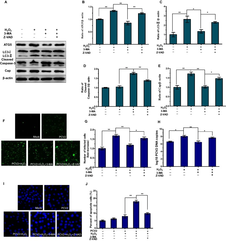 Figure 6