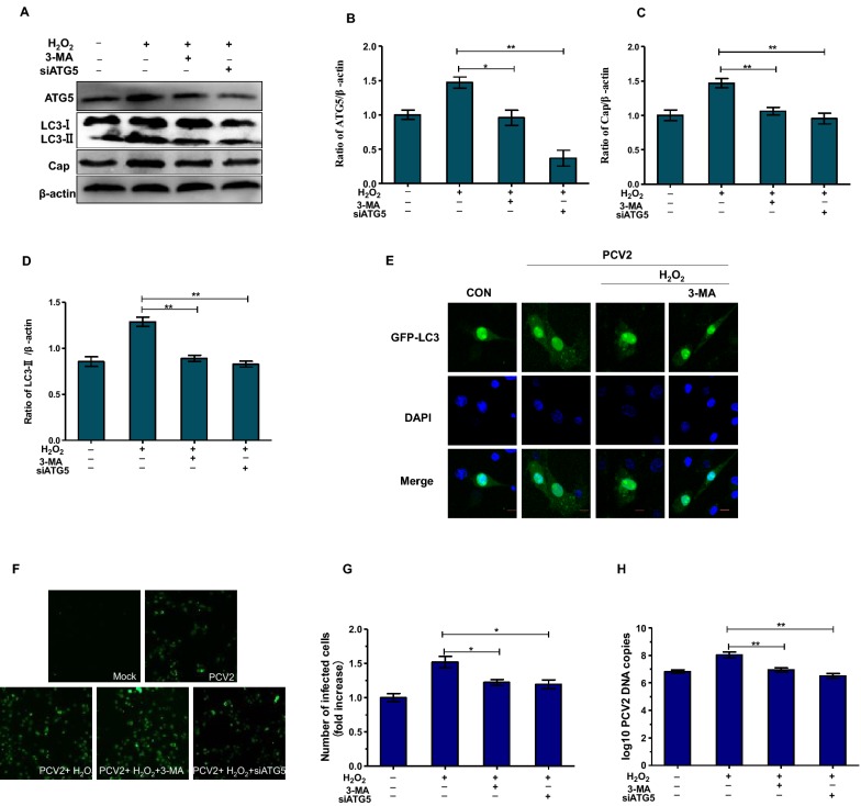 Figure 4