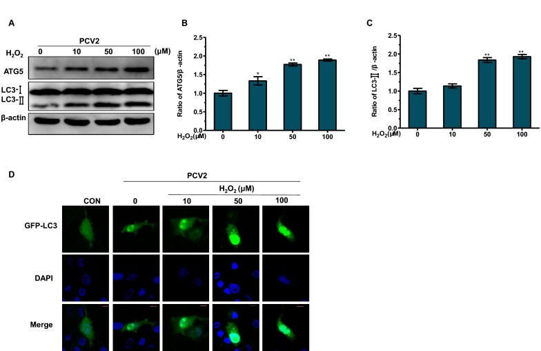 Figure 3