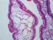 Fig. 3