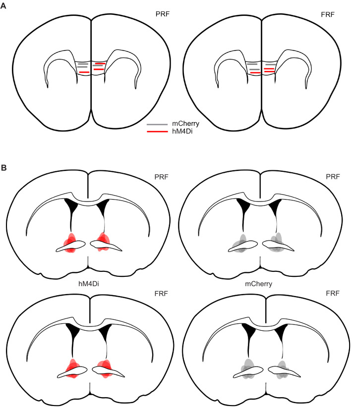 Figure 3—figure supplement 2.