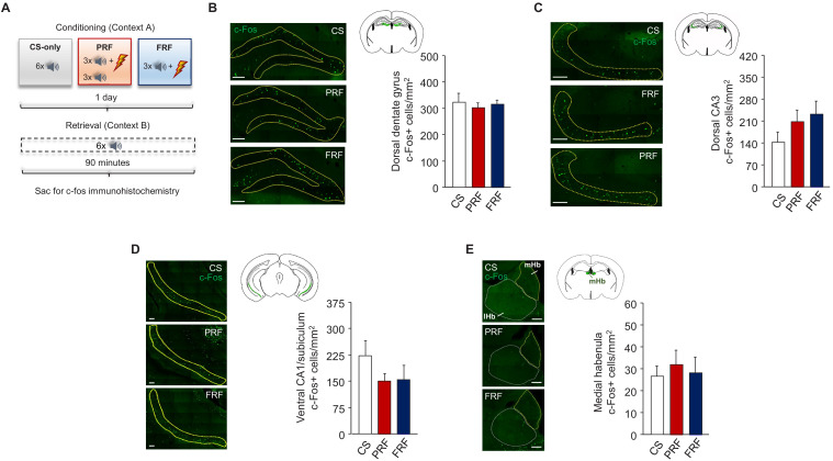 Figure 2—figure supplement 1.