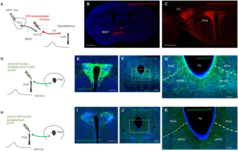 Figure 2—figure supplement 2.