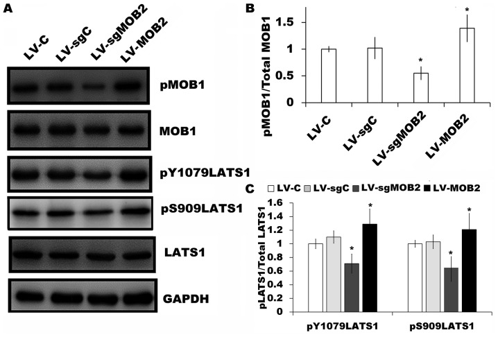 Figure 5.