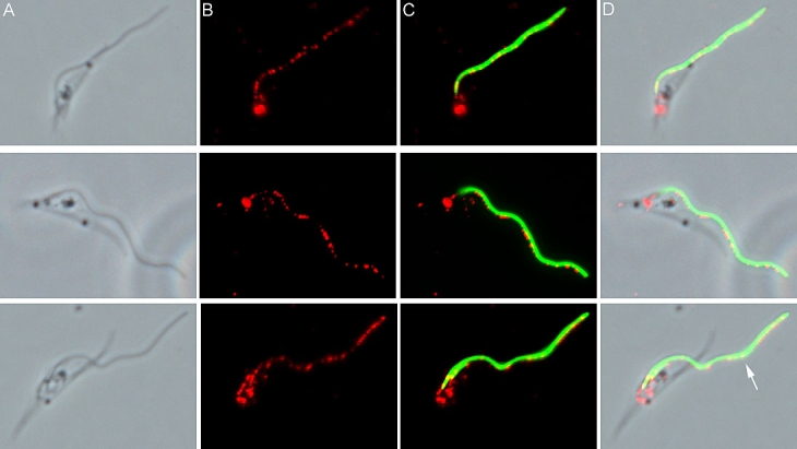 Figure 4.