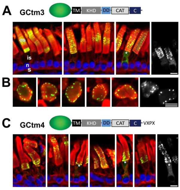 Fig. 3