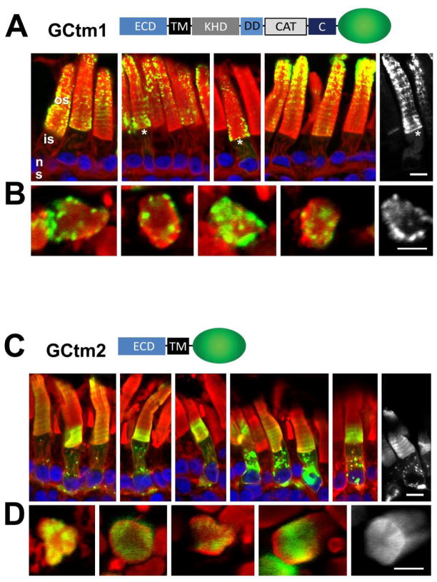 Fig. 2