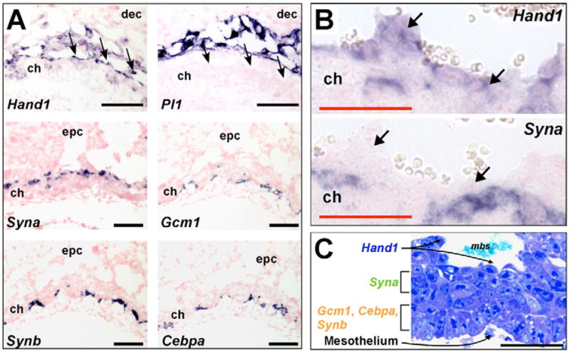 Fig. 3