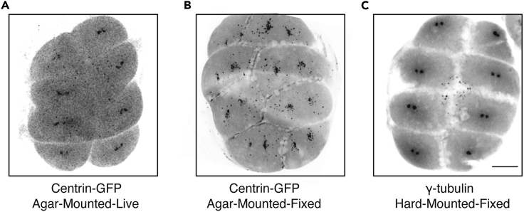 Figure 6
