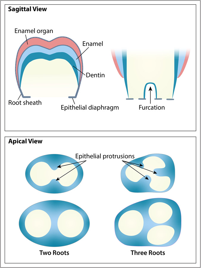 Figure 1: