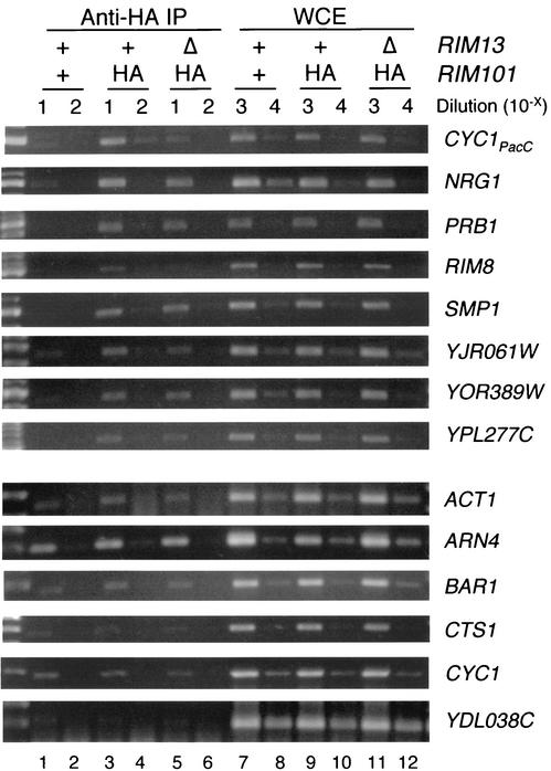 FIG. 2.