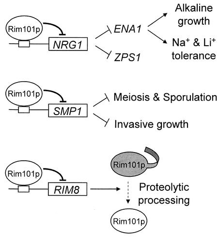 FIG. 4.