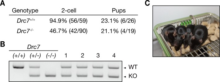 Fig 7