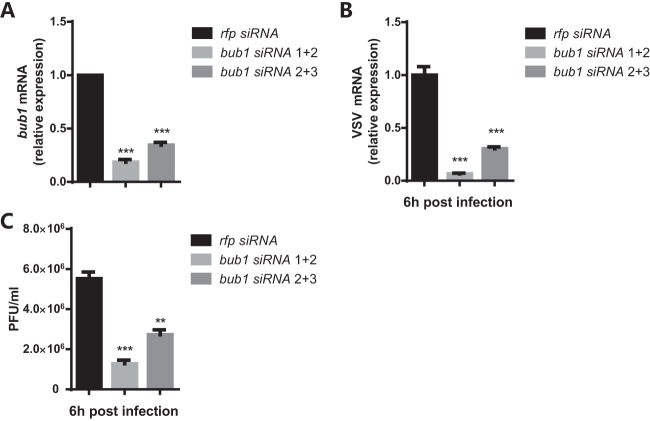 FIG 6